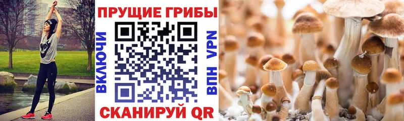 Галлюциногенные грибы Psilocybe  цена   Полтавская 